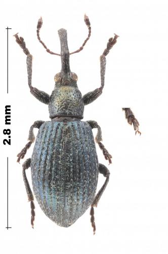 Réf. 269 972 : Ischnopterapion virens